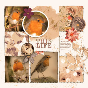 Robin