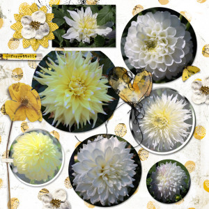 220813_wh Dahlia