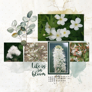 Life Is In Bloom