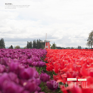 4 April 15 2024 Wooden Shoe Tulips Pg 2