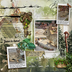 Eastern Cottontail Rabbit