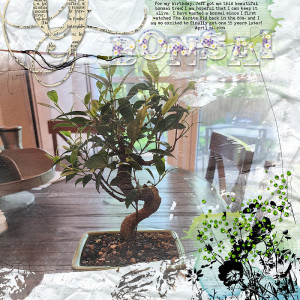 SOSN June 5- bonsai