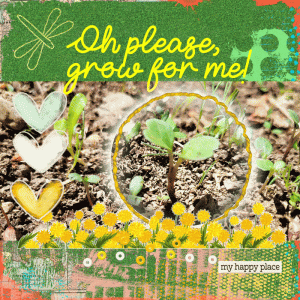 Zinnia-Seeds-Growing