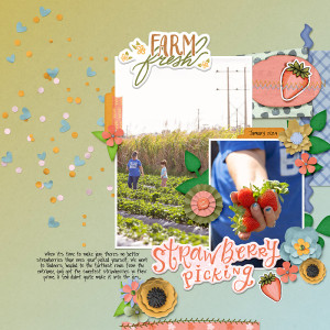 strawberry picking
