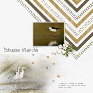 Echasse Blanche