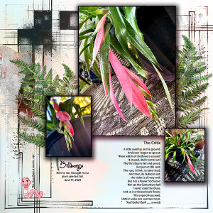 2024-Bilbergia-blooming-worm's-eye-view