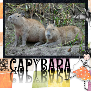 CAPYBARA
