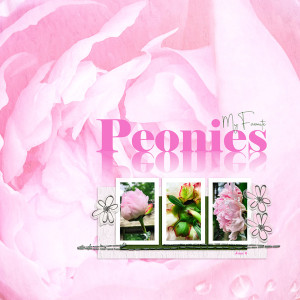 2024-6-6-peonies_600web