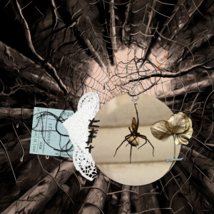 240609_spider