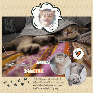 230408_kitten