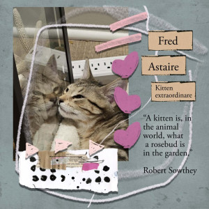 Fred Astaire Kitten Extraordinare