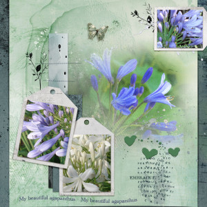 Agapanthes