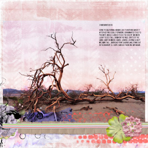 161103_desert Tree