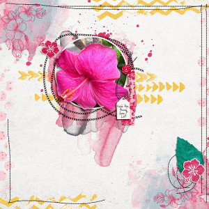 Hibiscus