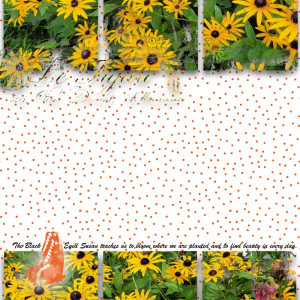 Black Eyed Susans