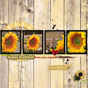 09-02-2014 Accidental Sunflowers