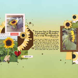 Bedner's sunflowers
