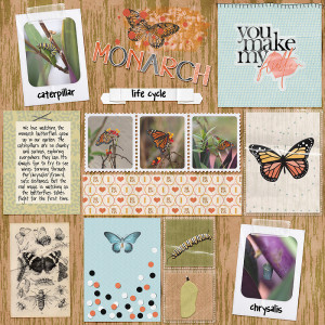 monarch butterfly life cycle