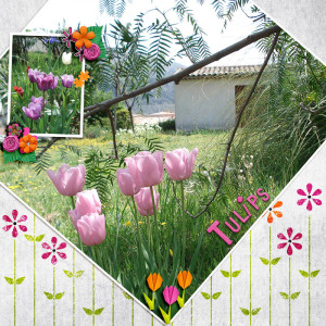 Tulips