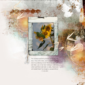240811_sunflower