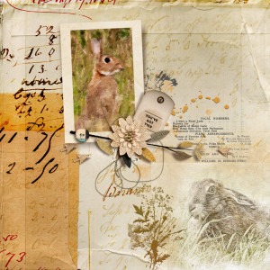 Rabbit