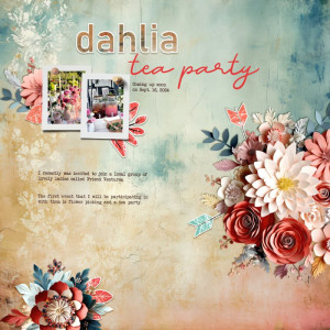 Dahlia-tea-party