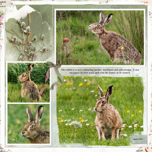 Rabbit