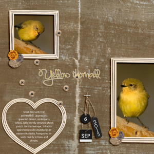 Birds