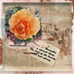 November Roses Gratitude