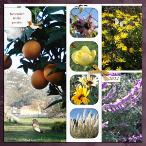 December in the garden