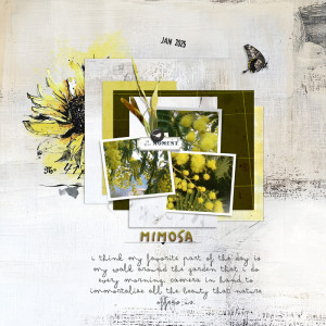 Mimosa