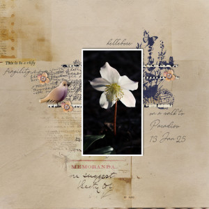 250113_hellebore