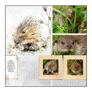 Gentle Hedgehogs