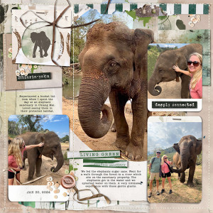 These moments matter: Small Victory / Elephant Sanctuary
