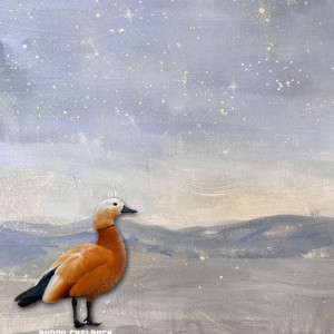 Ruddy-Shelduck