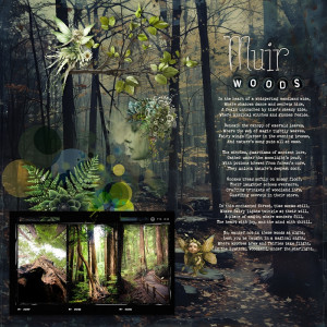 MY MUIR WOODS WONDERLAND