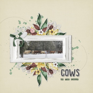 Cows