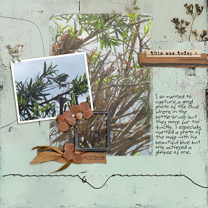 LOD_Rachel Jefferies_Little Wrens