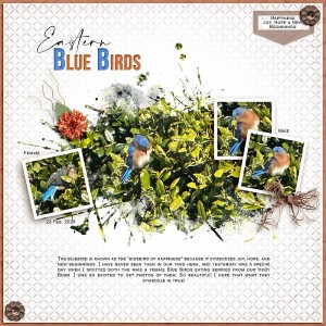 Eastern Blue Birds