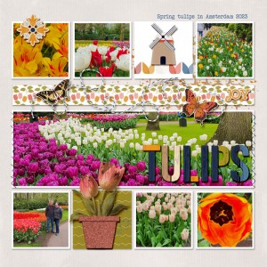 Tulips