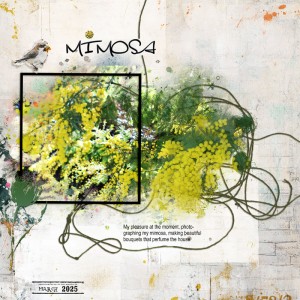 Mimosa