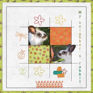 My neighbor's rabbit