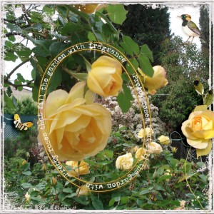 -Roses