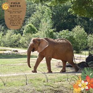 NC Zoo: Elephant