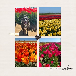 Grizz In The Spring Tulips