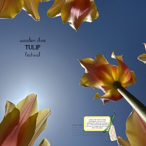 Tulip Festival