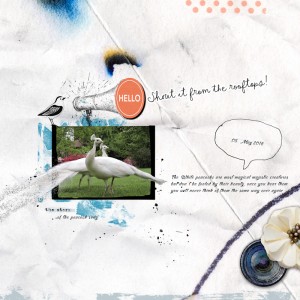 180505_peacocks