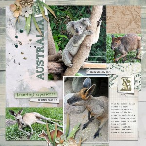 Aussie,Koala.Roos