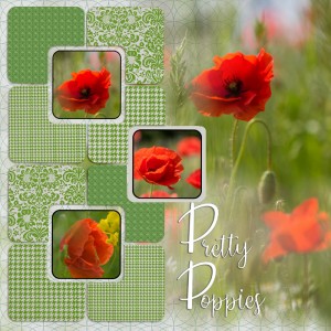 Coquelicots