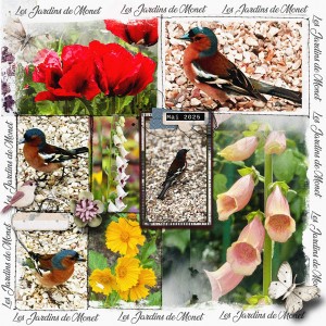 Monet's Gardens
